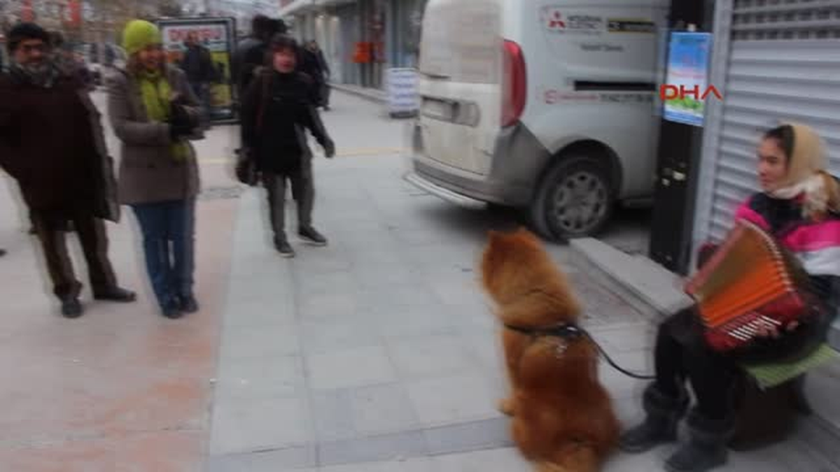 Bolu Romanyalı Sedra\'yı Zabıtadan Vatandaş Kurtardı