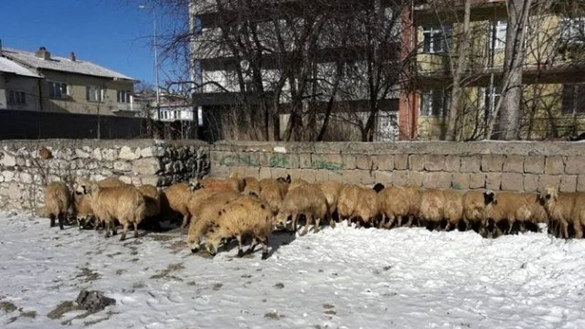 Genç Çiftçi Hibe Destek Projesi"