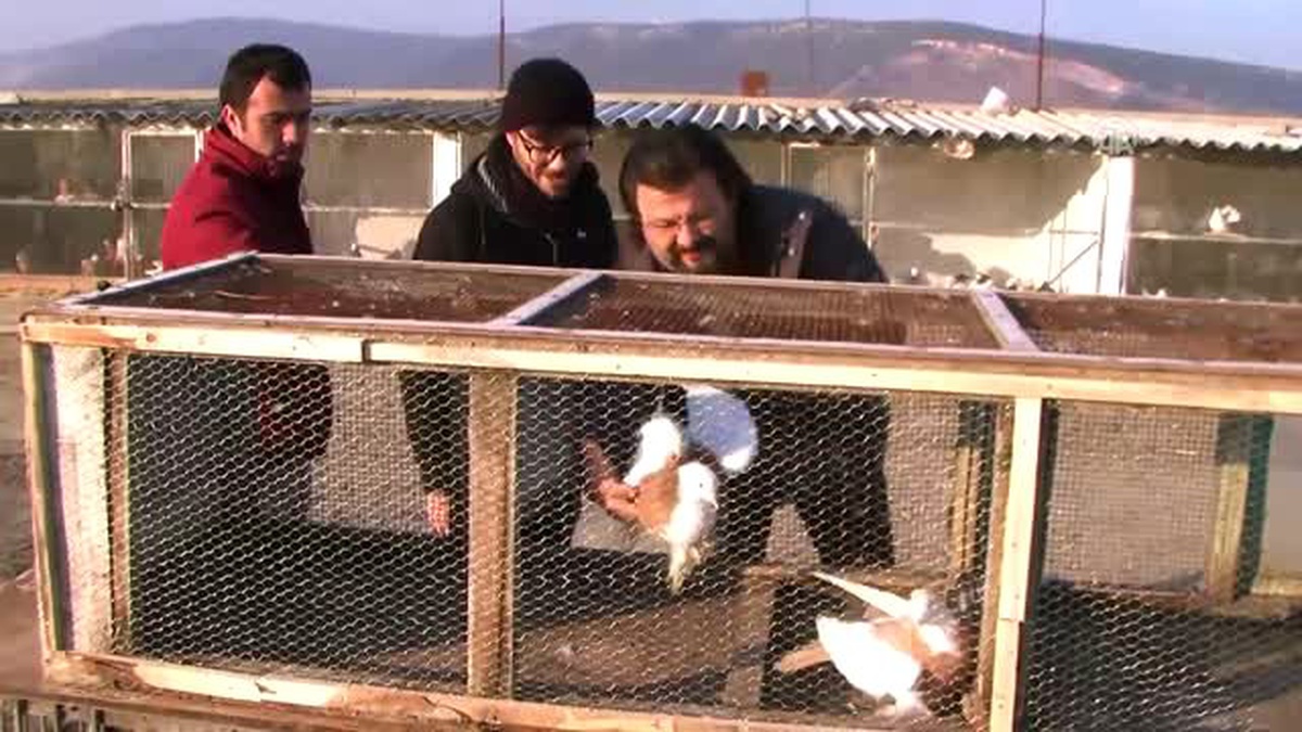 İcralık Güvercinlere Alıcı Çıkmadı