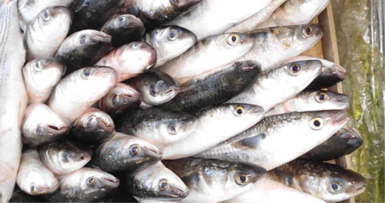 Karaburun\'da Kefal Bolluğu! Balıkçılar Tam 450 Kilogram Balık Yakaladı