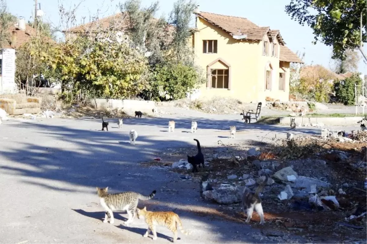 Kentsel Dönüşüm Kedilerinin Yaşam Mücadelesi