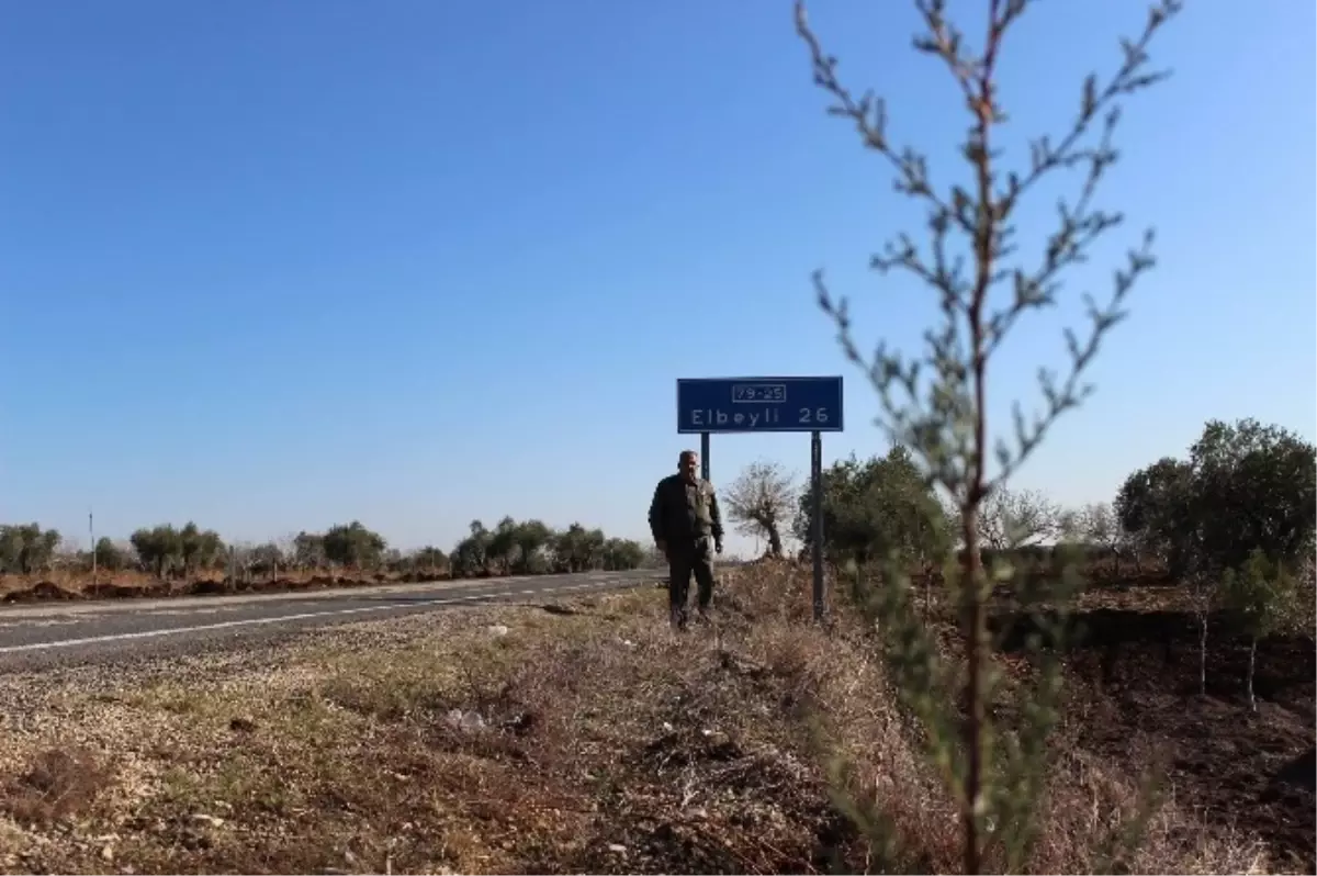 Kilis -Elbeyli Karayoluna 3 Bin Adet Ağaç Dikimi Başladı