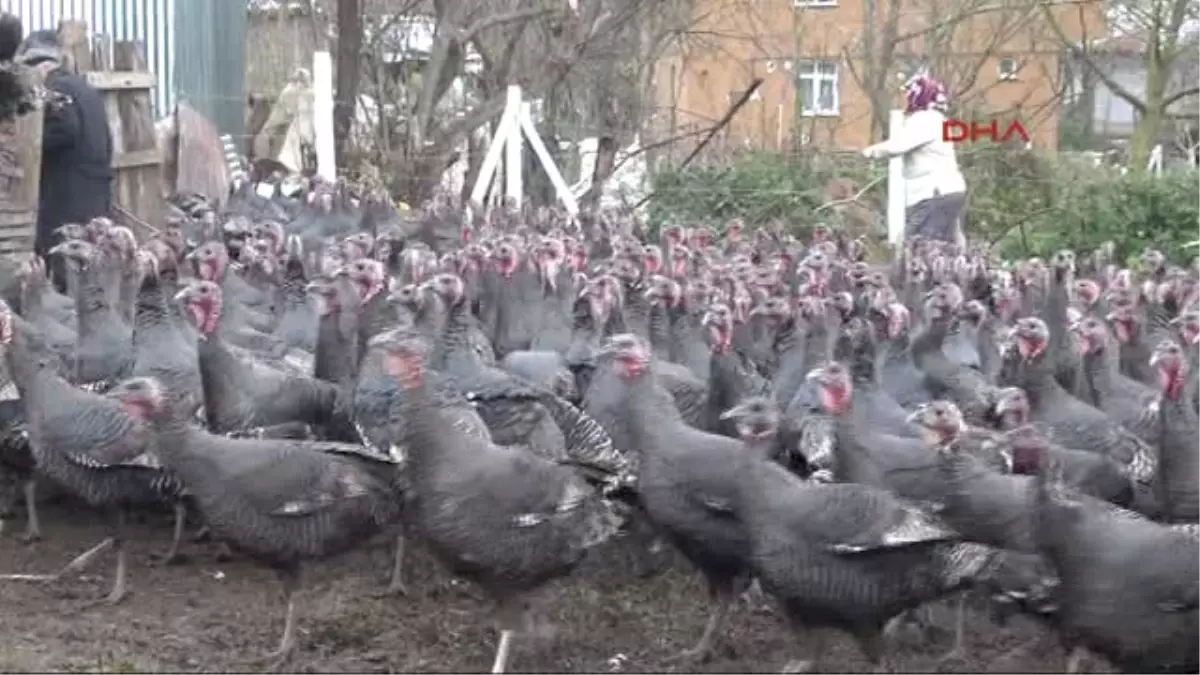 Kocaeli Yılbaşı Öncesi Kandıra Hindisine Talep Çok