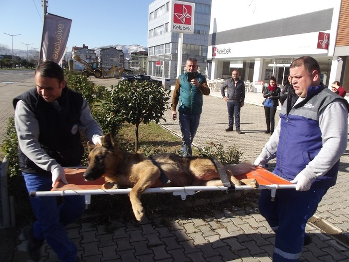 Ordu\'da Sokak Hayvanları Koruma Altında