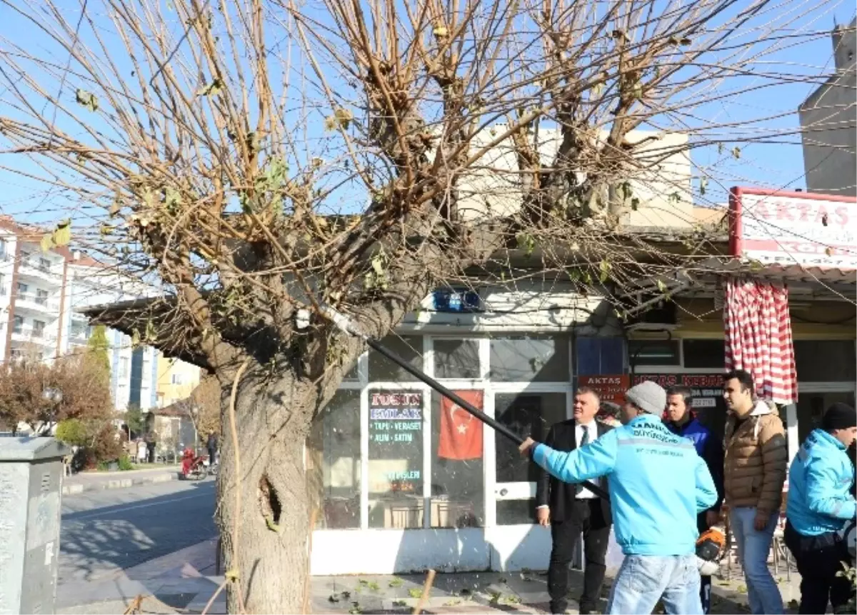 Saruhanlı\'da Ağaçlara Kışlık Bakım