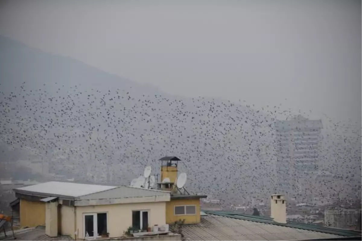 Sığırcık Kuşlarının Dansı