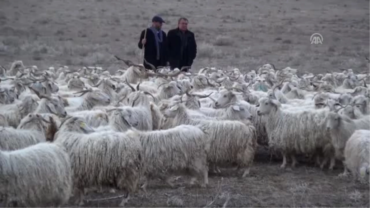 Türkiye\'de Ilk Kez Çobanlar Için Fuar Düzenlenecek