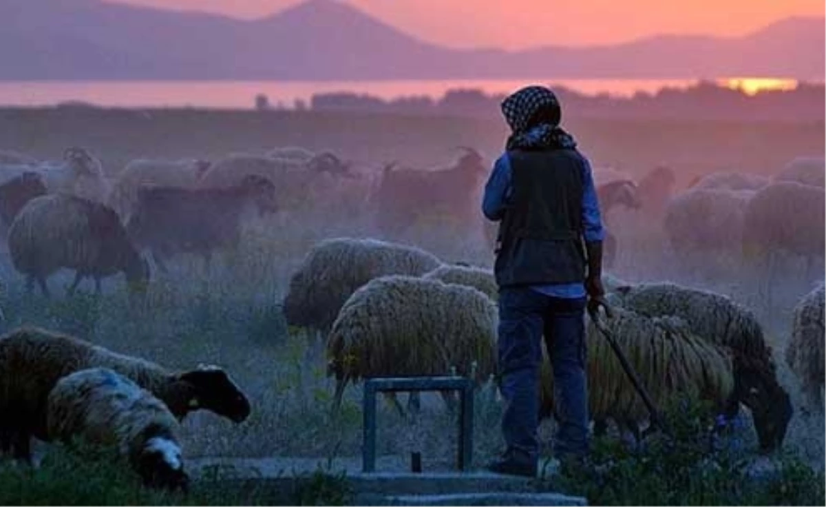 Türkiye\'de İlk Kez Çobanlar İçin Fuar Düzenlenecek