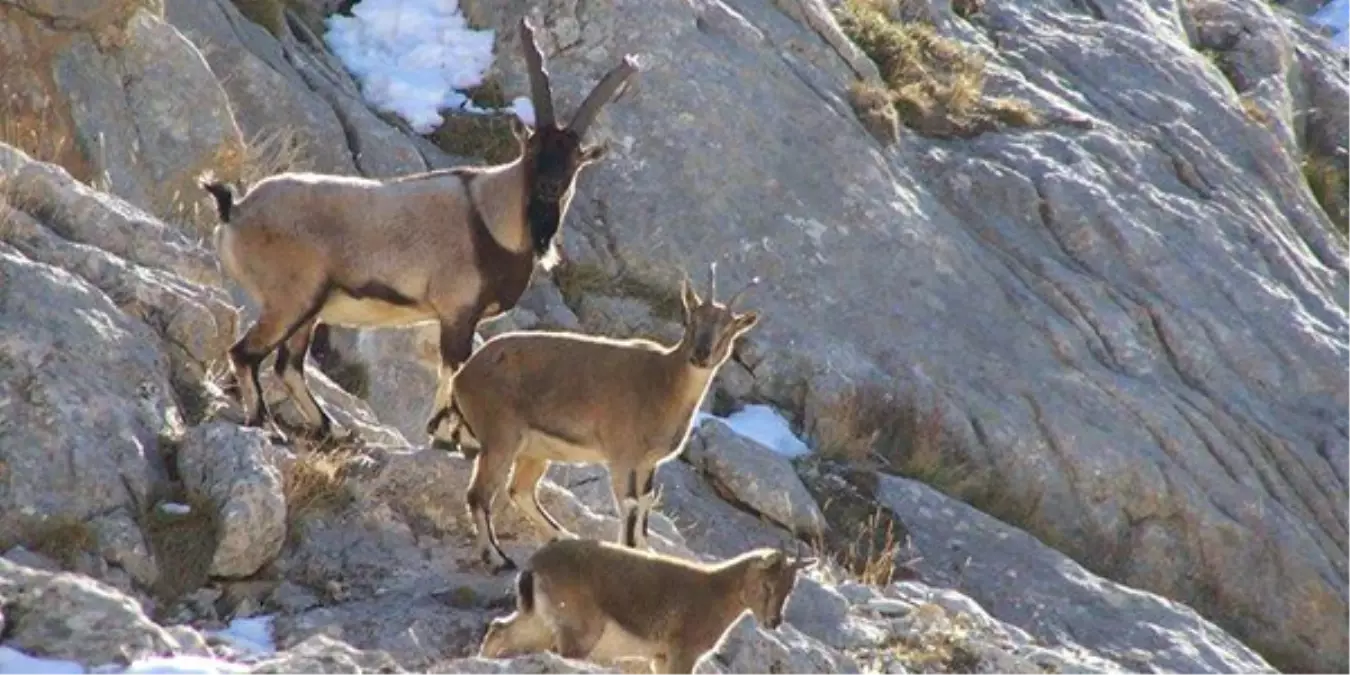 Artvin\'de Yaban Keçisi Envanteri Çıkarıldı