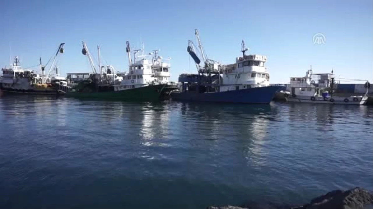 Balıkçıların Yeni Yıl Umudu "Hamsi ve Istavrit"