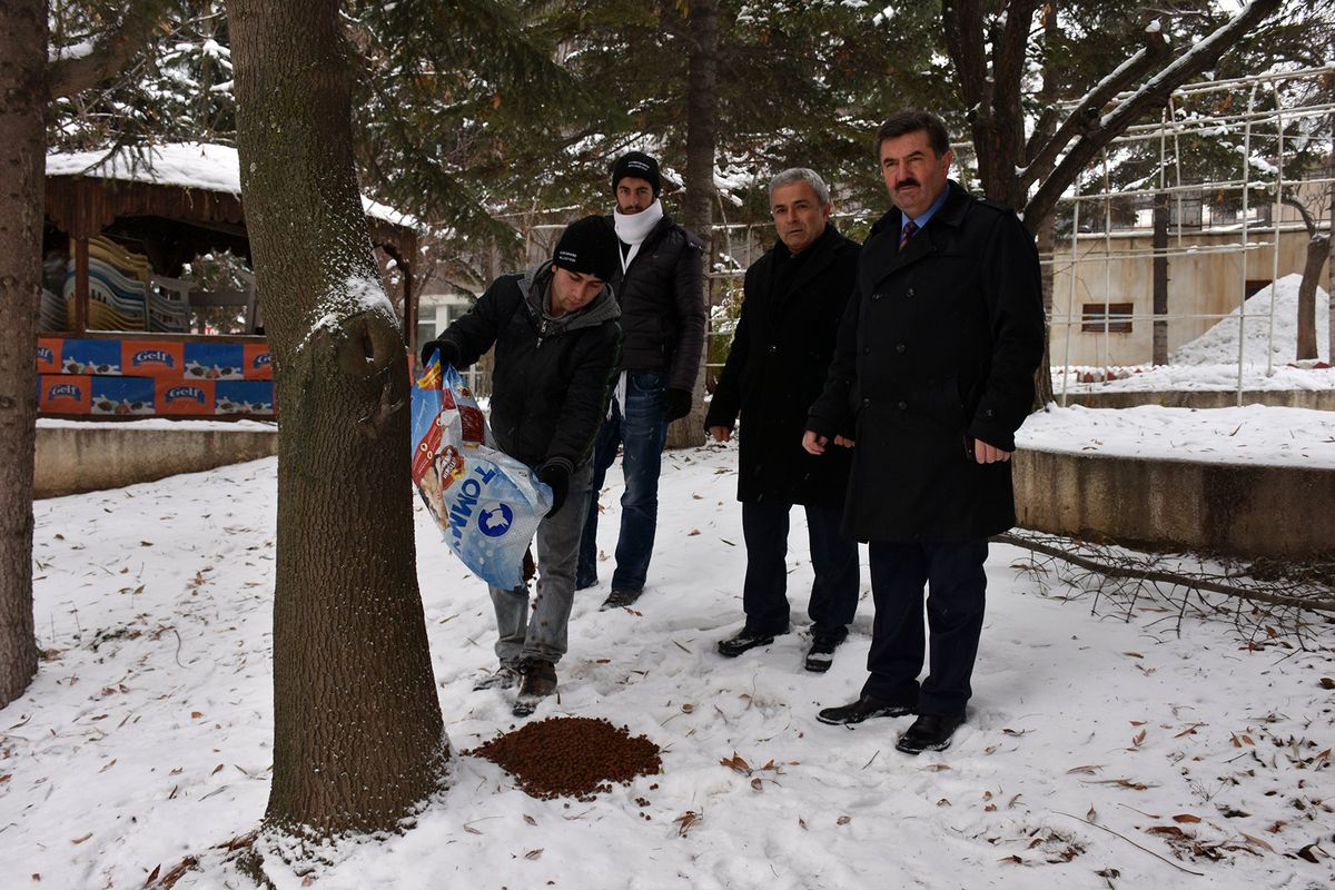 Belediye, sokak hayvanlarına yem bıraktı