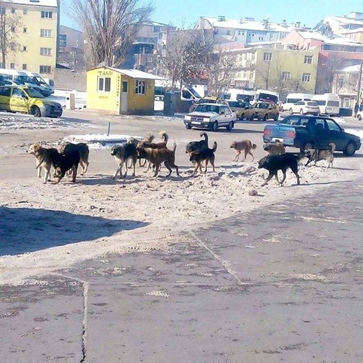 Doğubayazıt\'ta Sürü Halinde Gezen Köpekler Korkutuyor