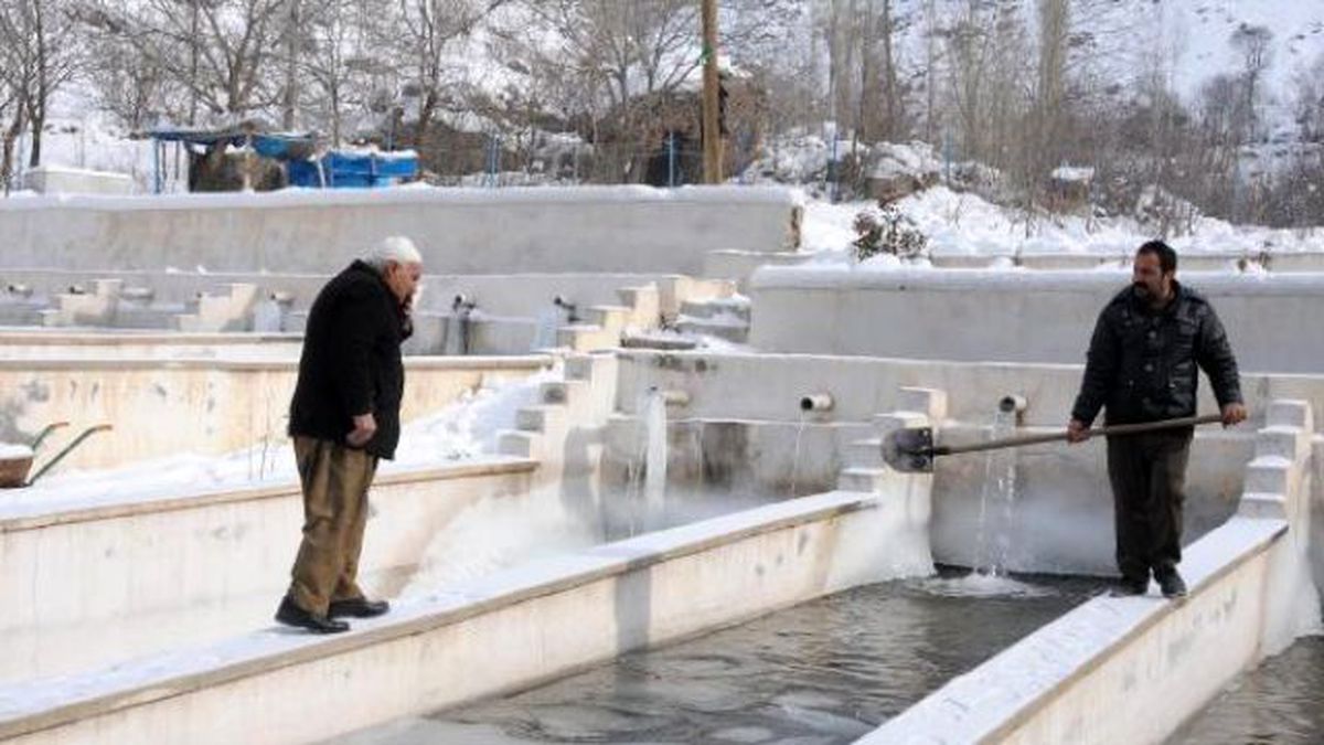 Hakkari\'deki Alabalık Tesisleri İflasın Eşiğine Geldi