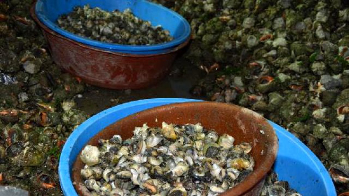 Sinop\'tan Uzakdoğu ya 550 Ton Deniz Salyangozu Ihraç Edildi