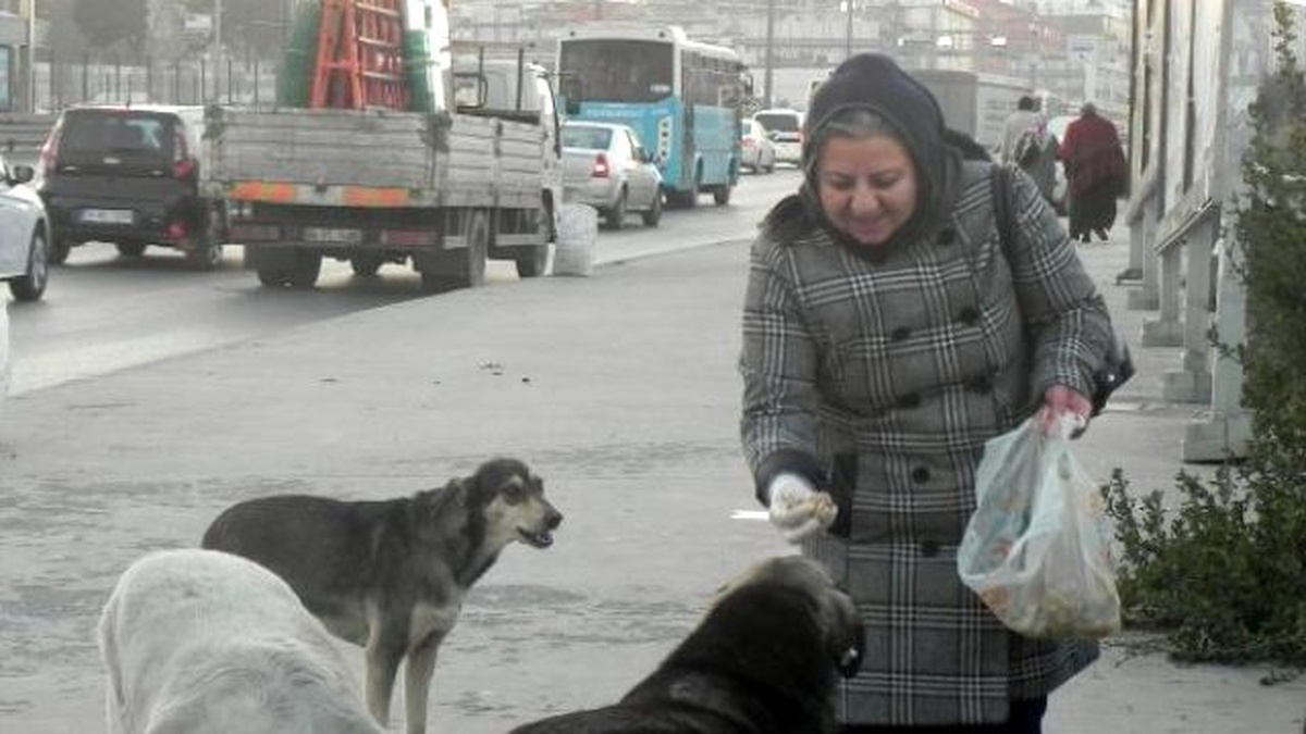 Sokak Köpekleri Poşetlerle Yiyecek Taşıyan Kadın Duyarsızlığa Tepkili