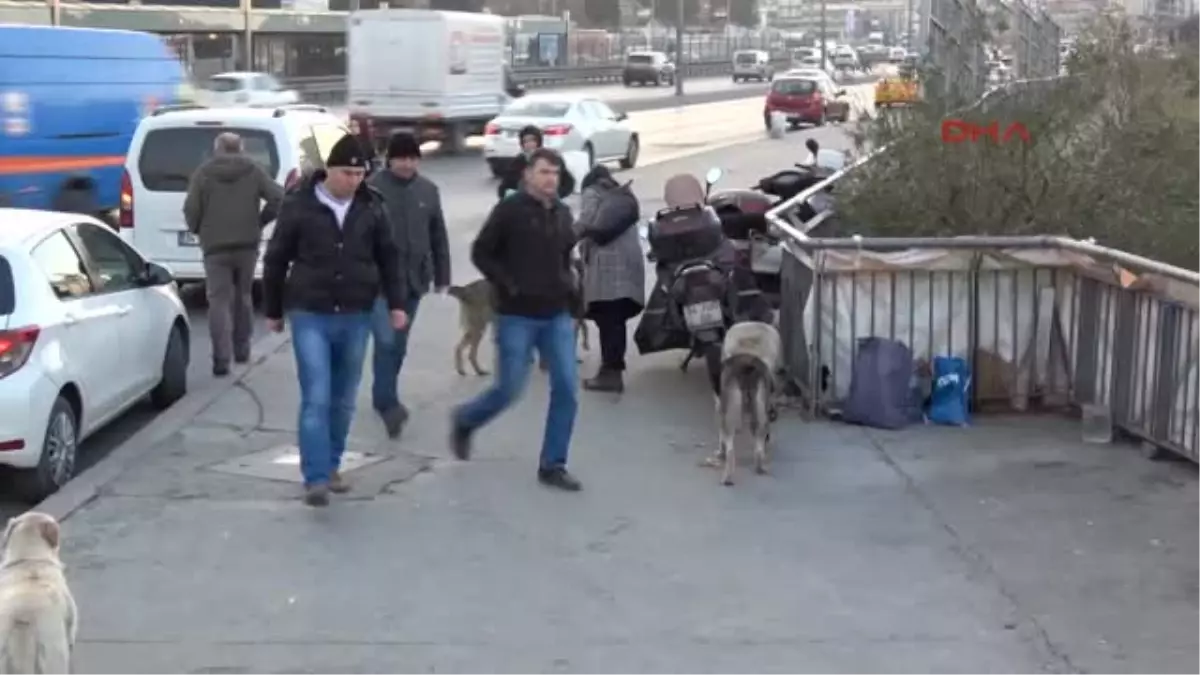 Sokak Köpekleri Poşetlerle Yiyecek Taşıyan Kadın Duyarsızlığa Tepkili