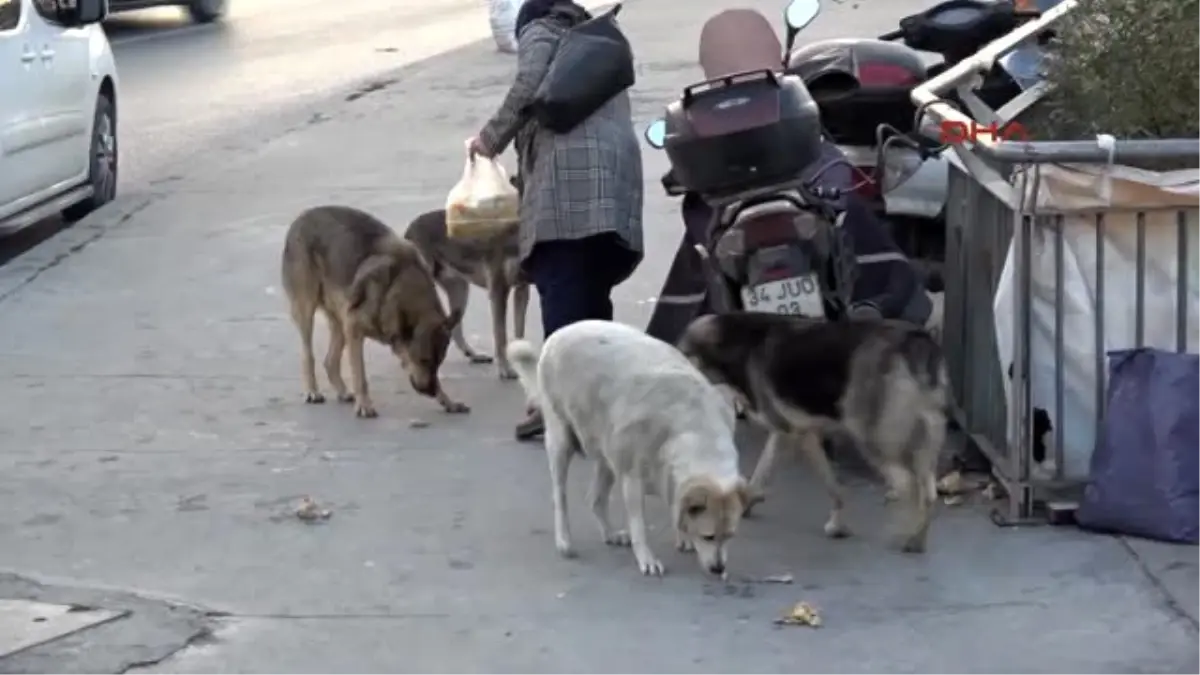 Sokak Köpekleri Poşetlerle Yiyecek Taşıyan Kadın Duyarsızlığa Tepkili