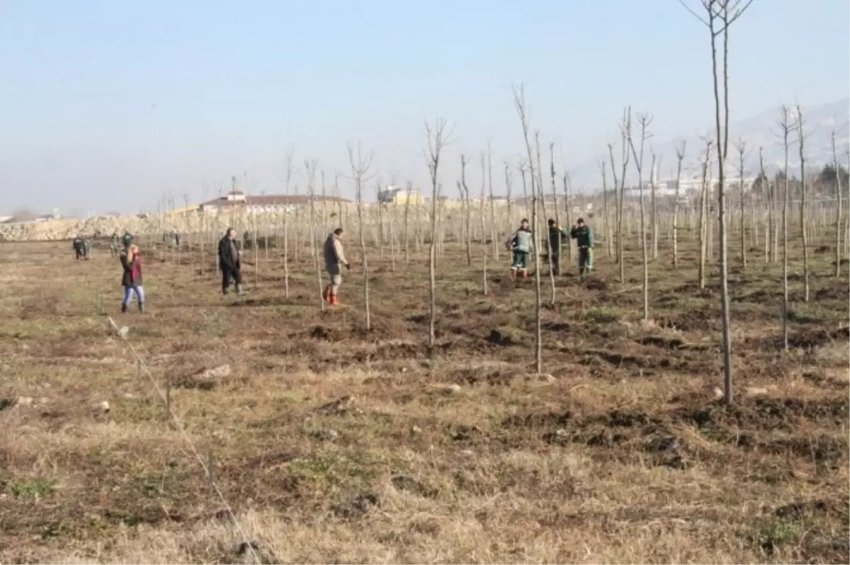 Büyükşehir, Başiskele Yeniköy Rekreasyon Alanını Ağaçlandırıyor