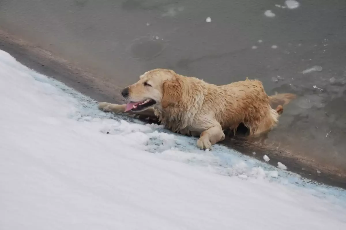 Buz Tutan Gölete Düşen Köpeği Kurtarmak İsteyen Halk, Seferber Oldu