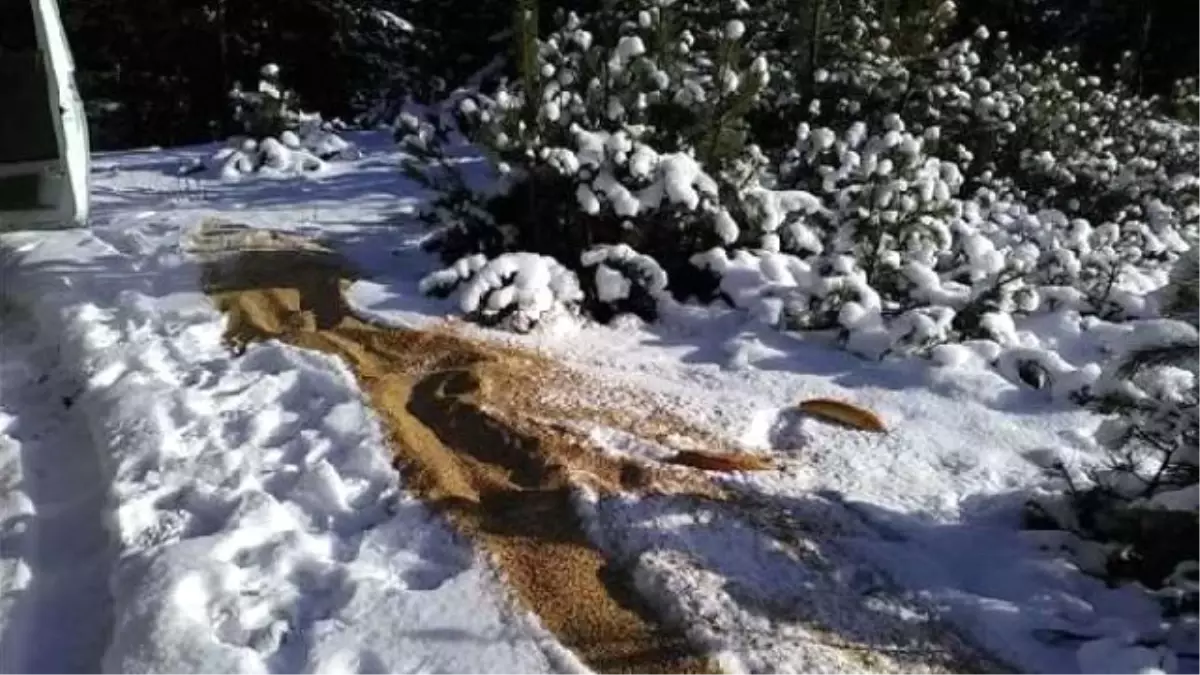 Elazığ\'da Yaban Hayvanları İçin Doğaya Yem Bırakıldı