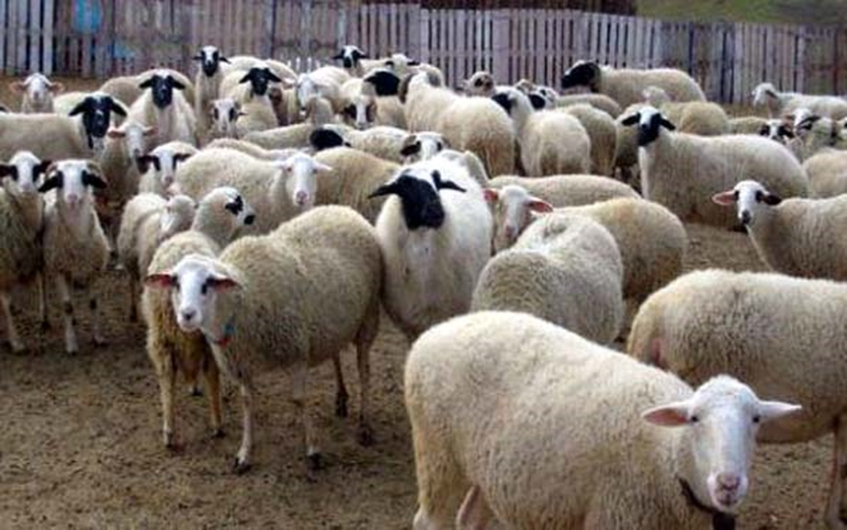 Eskişehir\'de Küçükbaş Hayvan Hırsızlığı