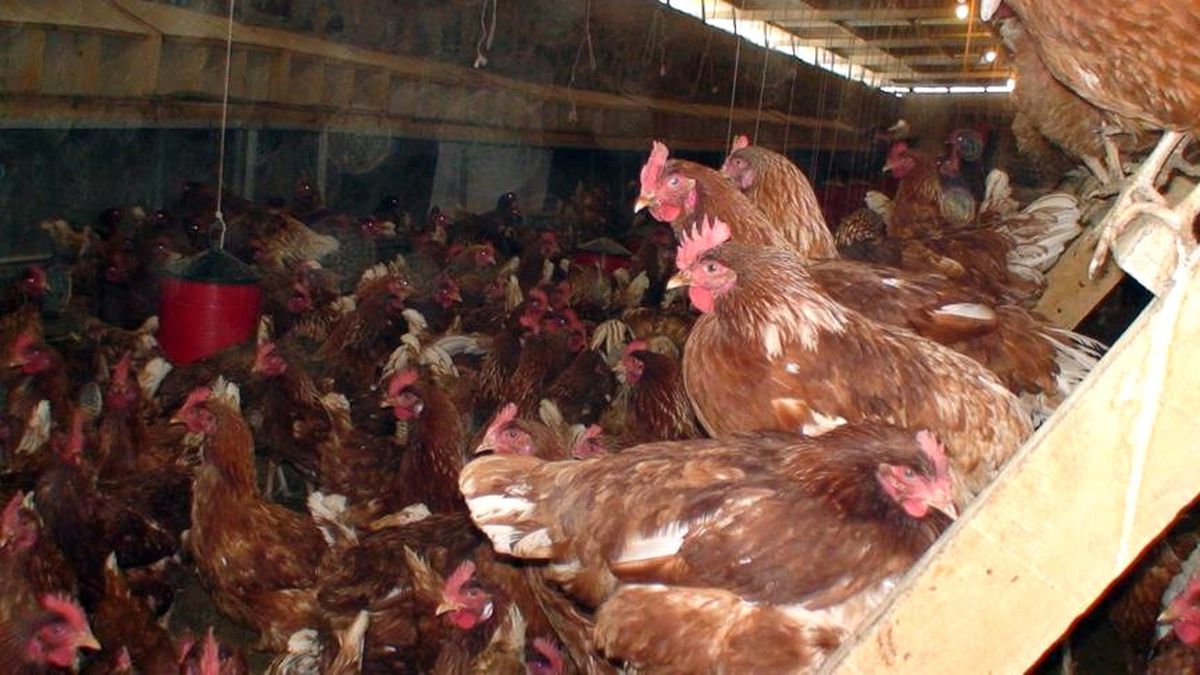 Tavuklar Kümese Giren Tilkiyi Kovaladı