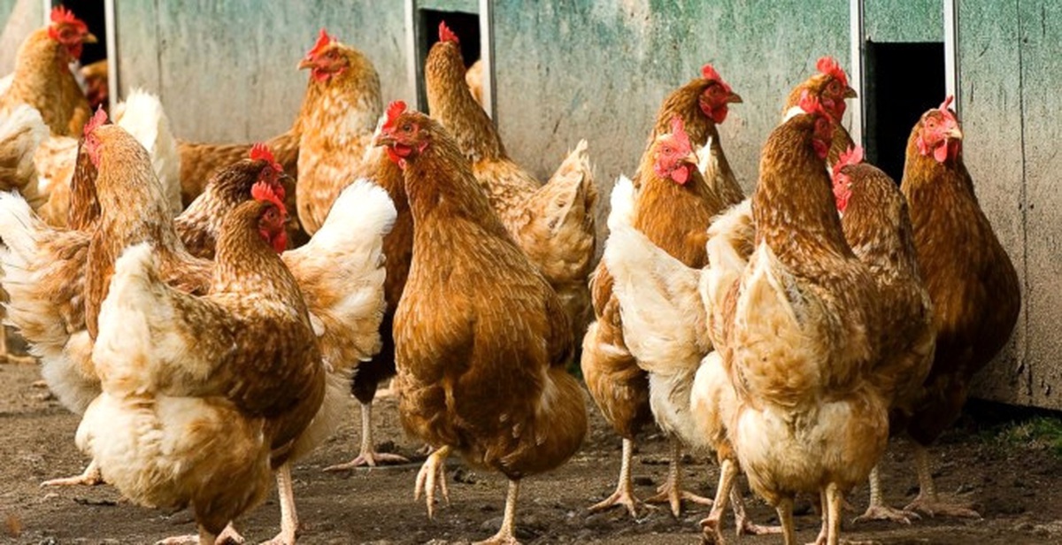 Uluabat\'ta 123 Tavuk, Yalancı Veba Hastalığına Karşı Toplandı