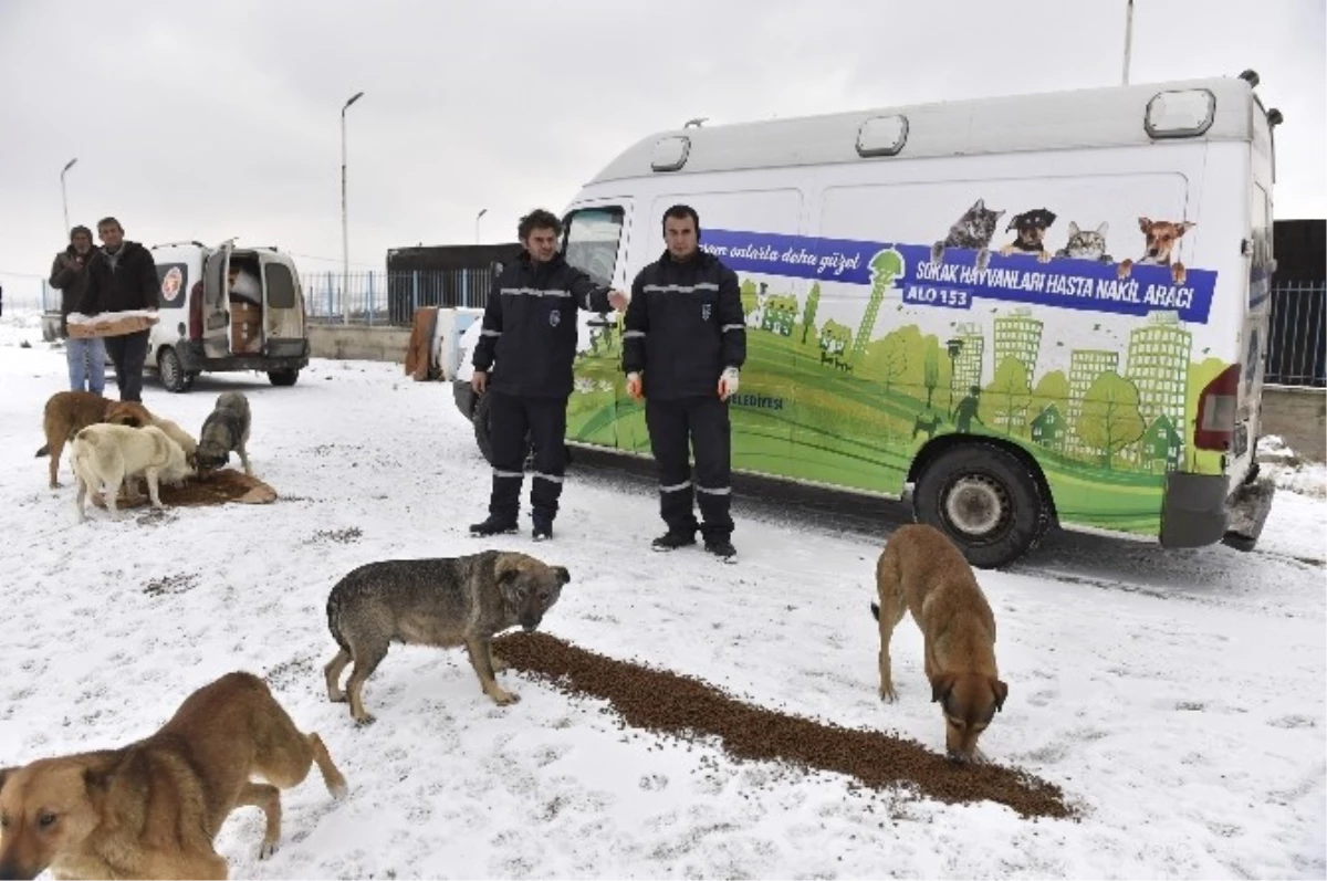 Büyükşehir\'den, Sokak Hayvanlarına Yem Desteği