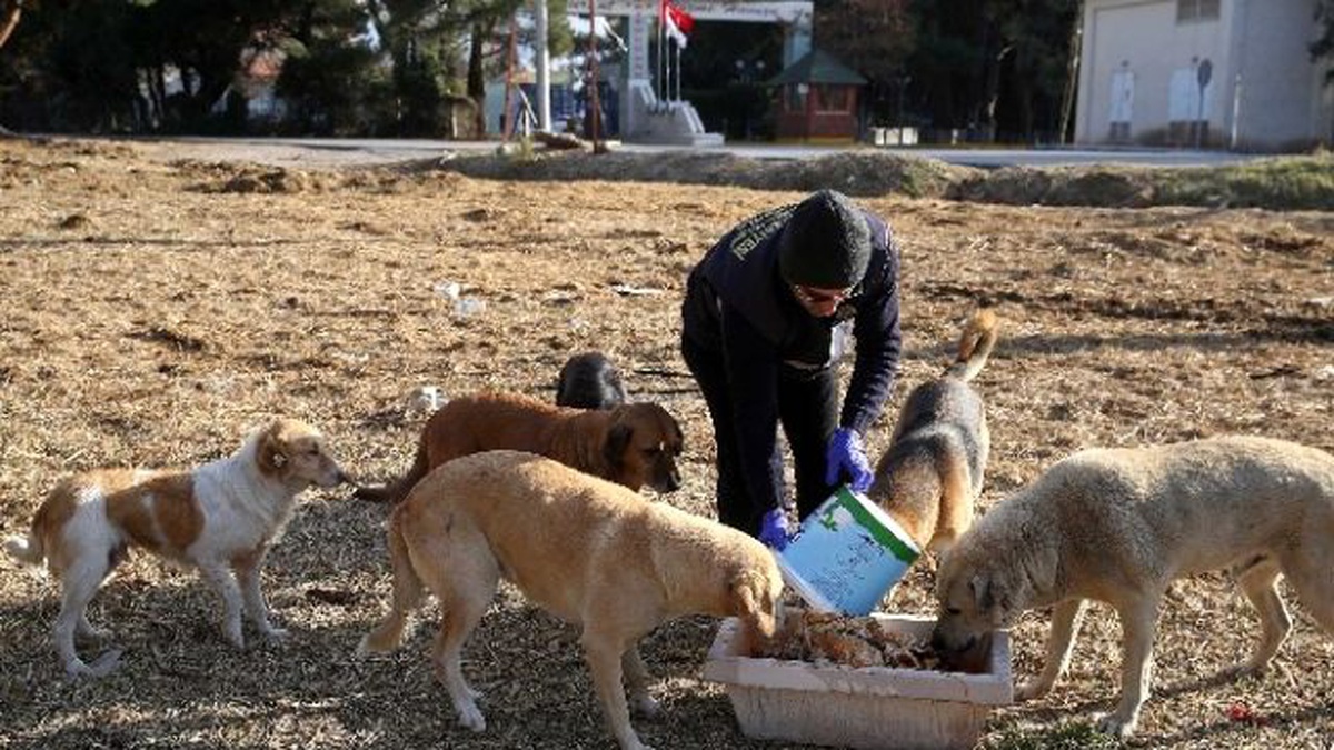 Büyükşehirden Sokak Hayvanlarına Yiyecek Desteği