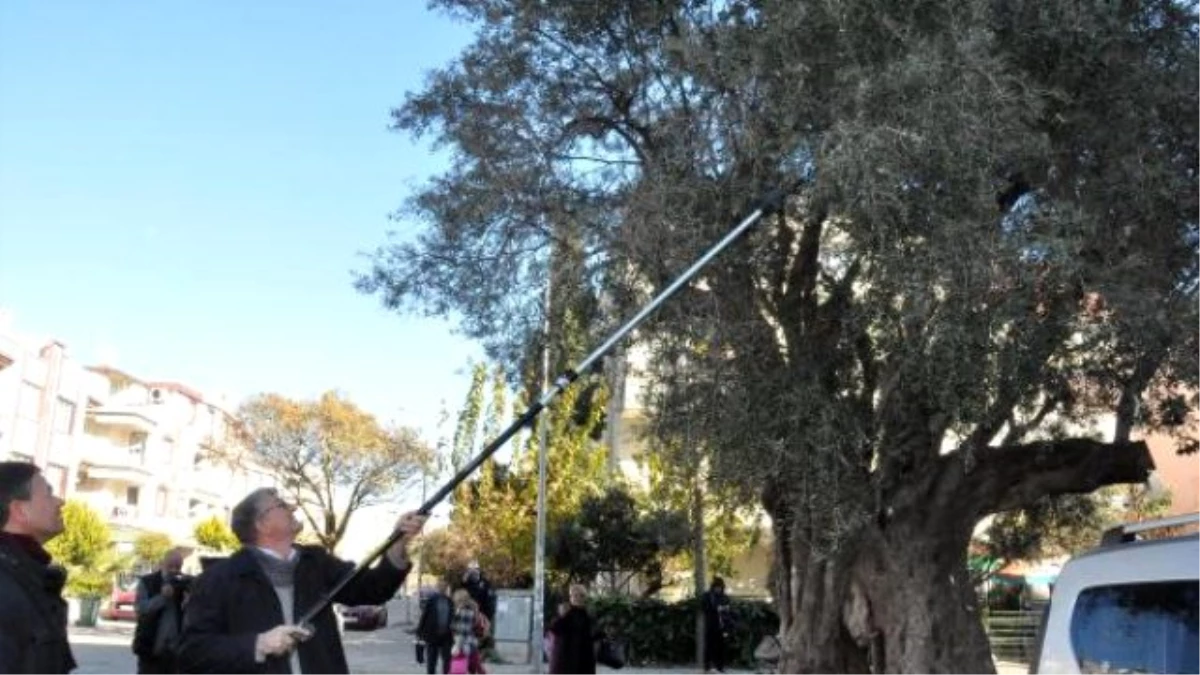 Didim\'de Anıt Zeytin Ağacından Sembolik Hasat