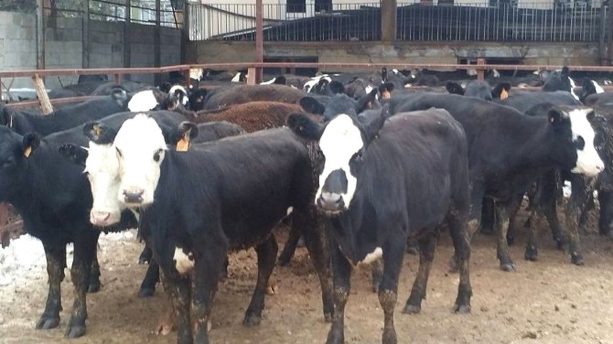 Genç Çiftçilere 228 Adet Büyükbaş Hayvan Dağıtıldı
