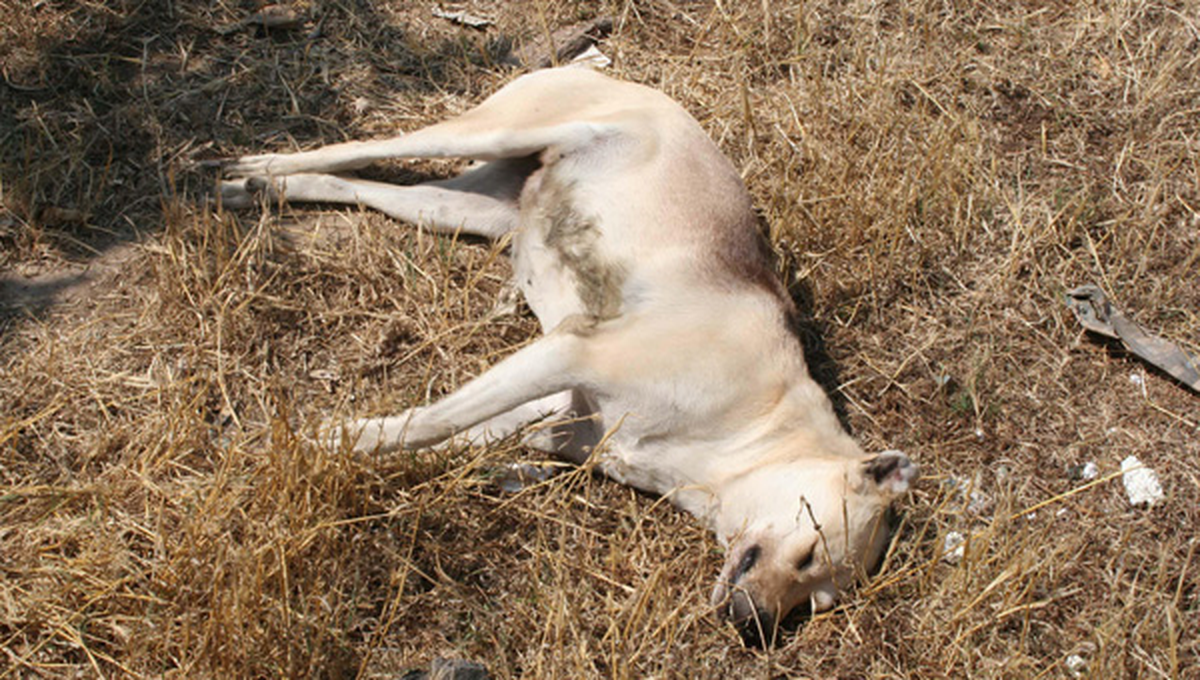 Hakkari Belediyesi\'den Köpek İtlafına Soruşturma