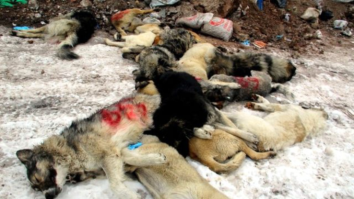 Hakkari Belediyesinden \'Köpek\' Açıklaması