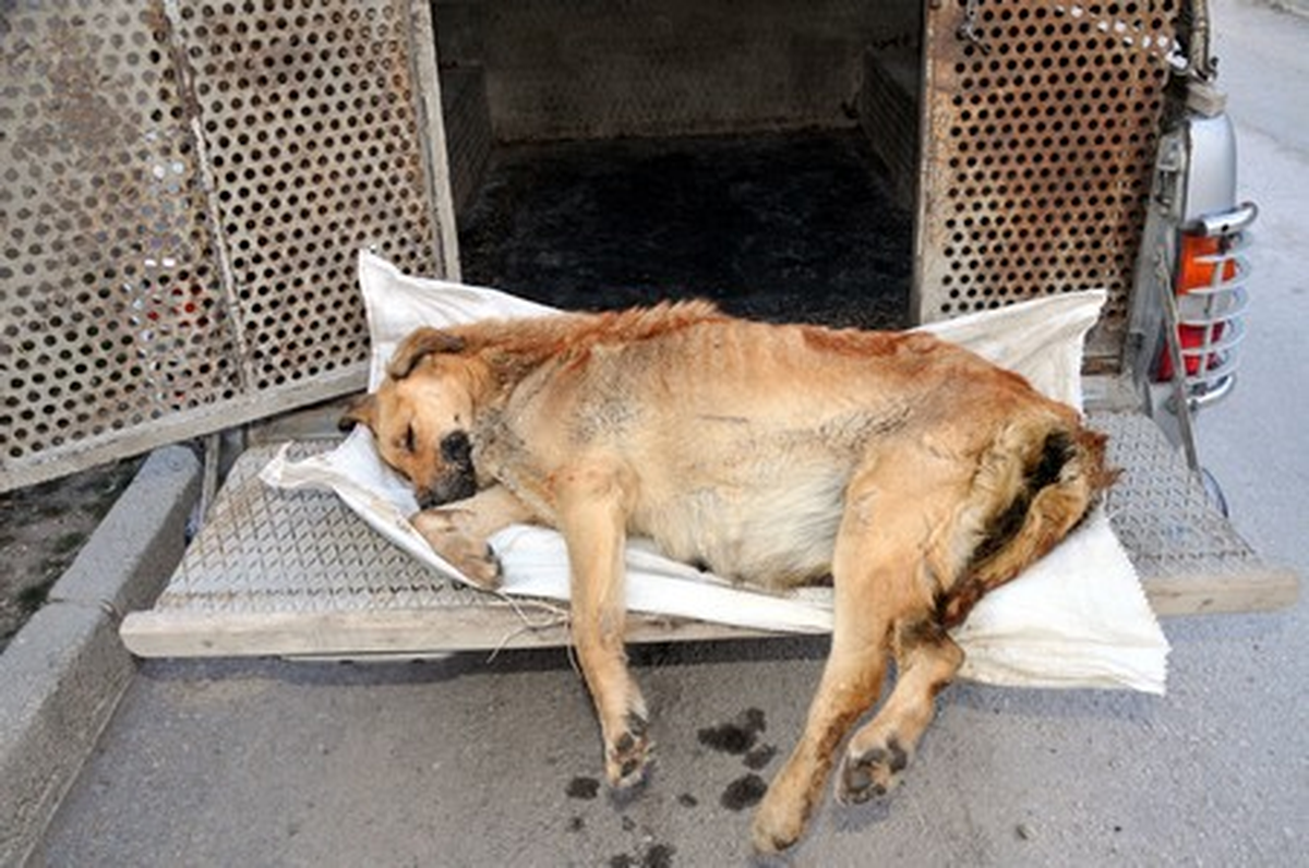 Hakkari\'de Öldürülen Köpeklerle İlgili İnceleme Başlatıldı