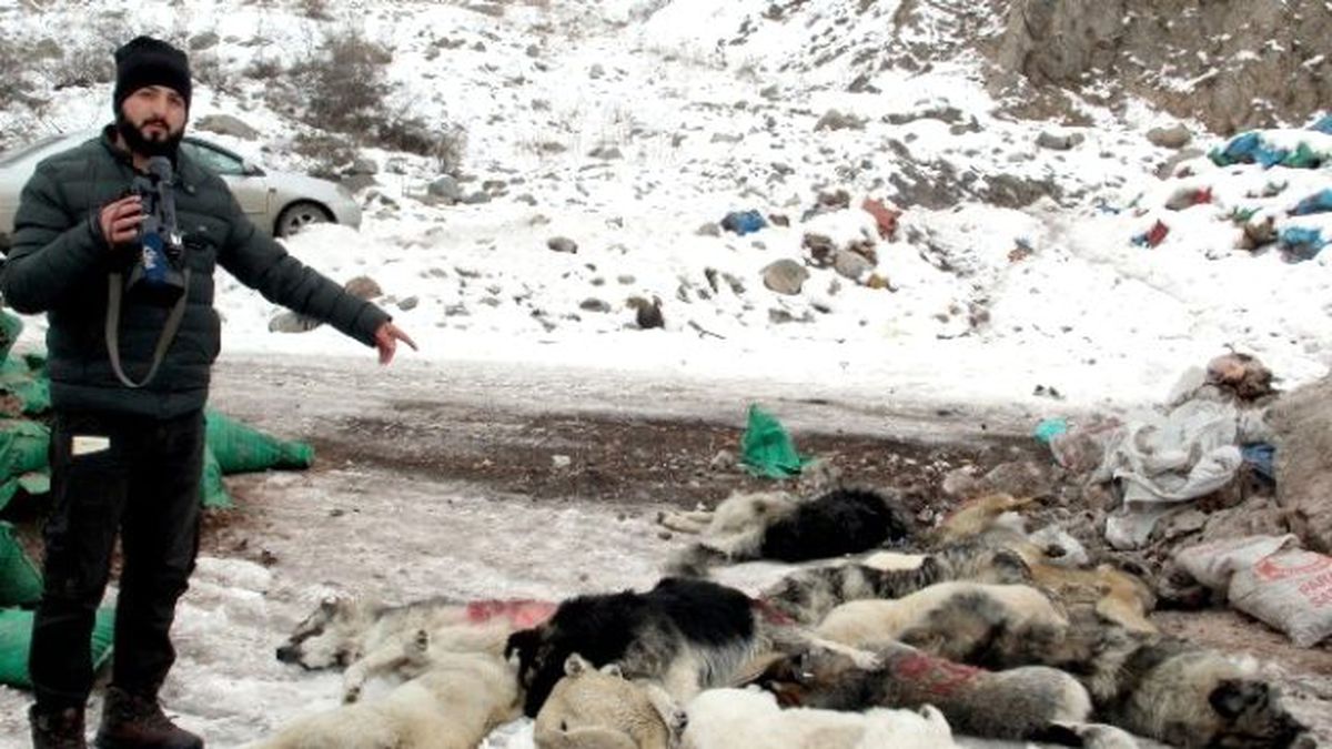 Hakkari\'de Şehir Çöplüğündeki Köpek Leşleri Görenleri Hayrete Düşürüyor