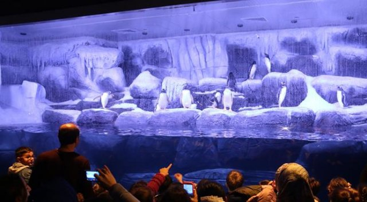 Kutup Penguenleri İstanbul\'da Ziyaretçilerini Bekliyor