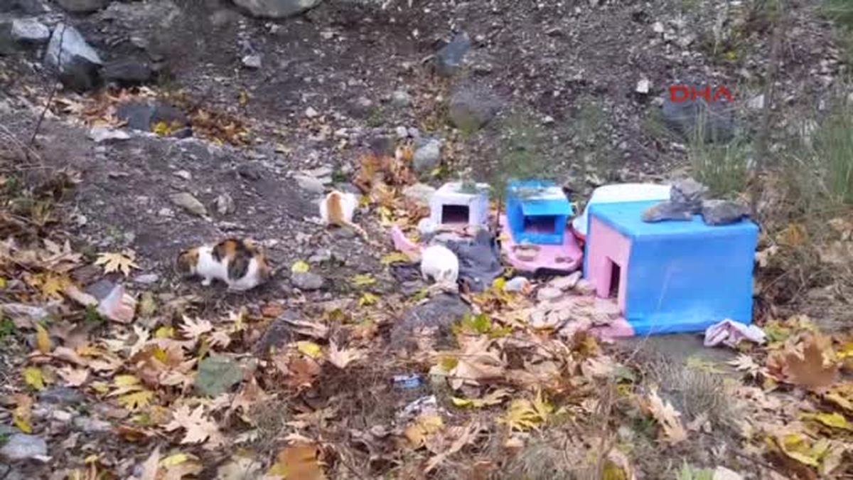 Osmaniye Haytap Kedi Olabilir. Soğuk Havalarda Kaportaya Vurmadan Aracınızı Çalıştırmayın