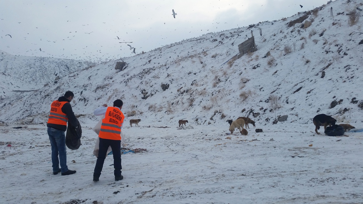 Sokak Hayvanları İçin Barınak
