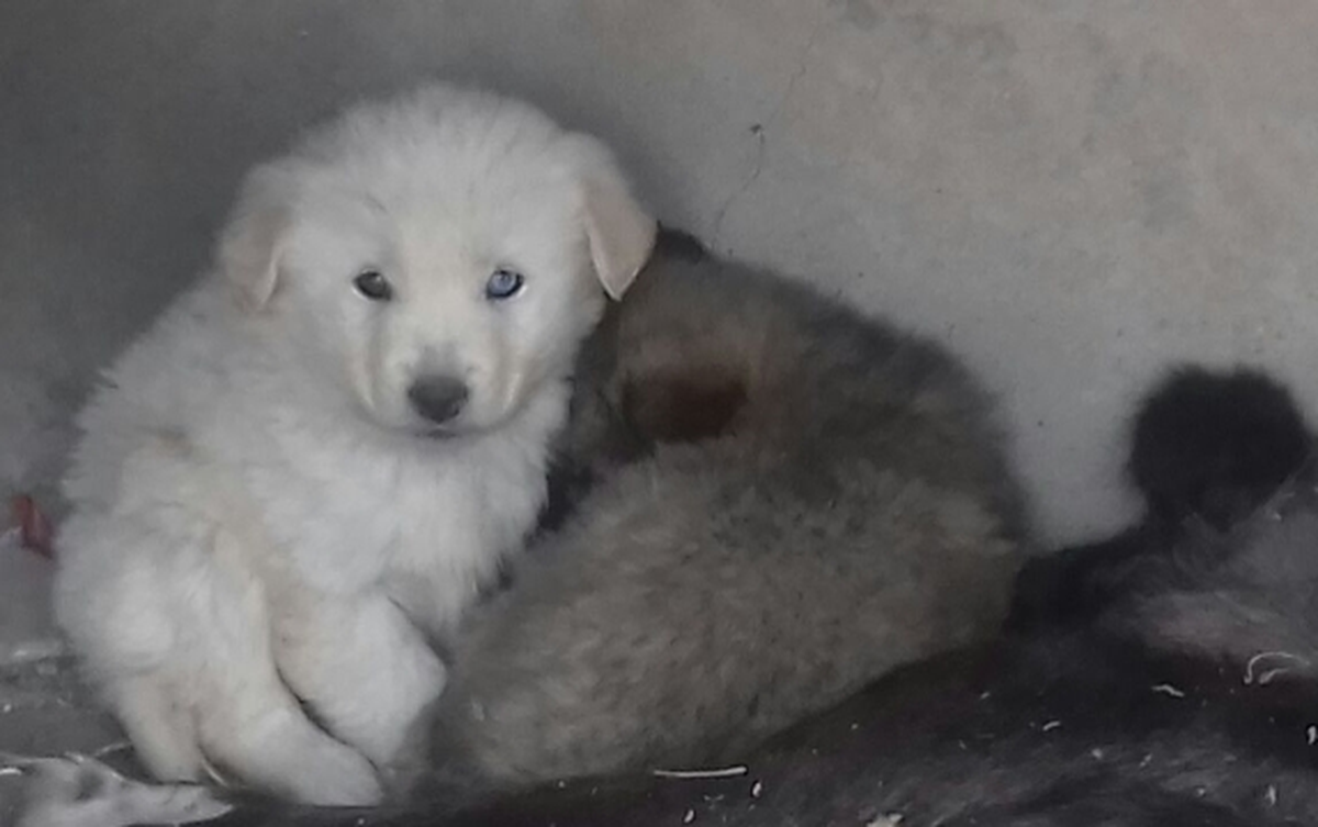 Anneleri Telef Olan Köpek Yavruları Barınakta Koruma Altında