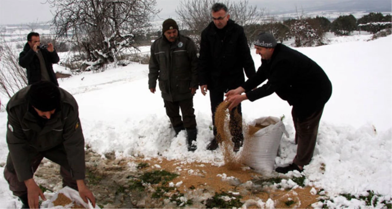 Karda Aç Kalan Yaban Hayvanları İçin Doğaya Yem Bırakıldı