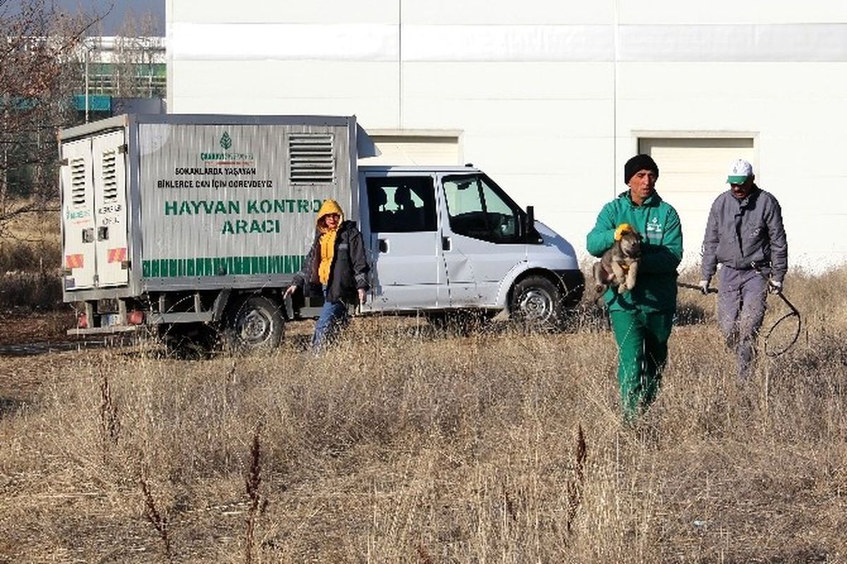 ODTÜ Ormanı\'ndan Çankaya Barınağına Nakil
