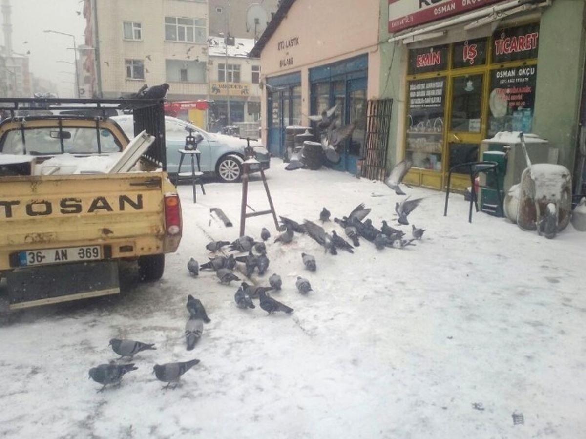 Soğuk Hava ve Kar Nedeniyle Kuşlar Yiyecek Bulamıyor