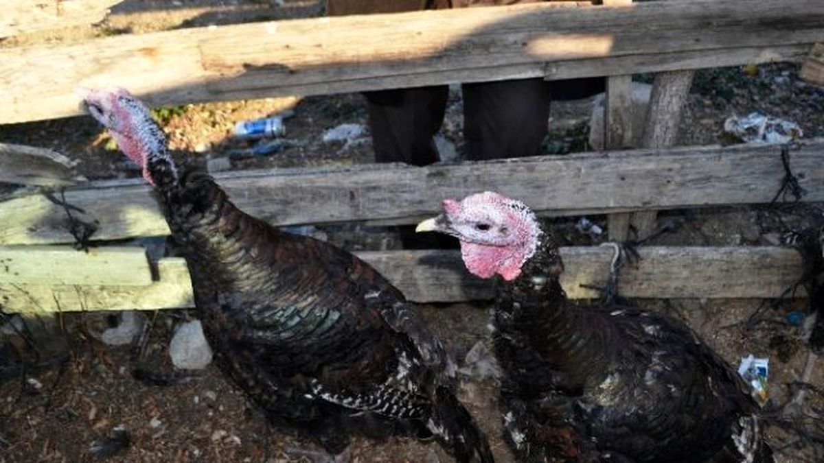 Yaylada Yetişen Hindiler Yılbaşı Sofralarını Süsleyecek - Van