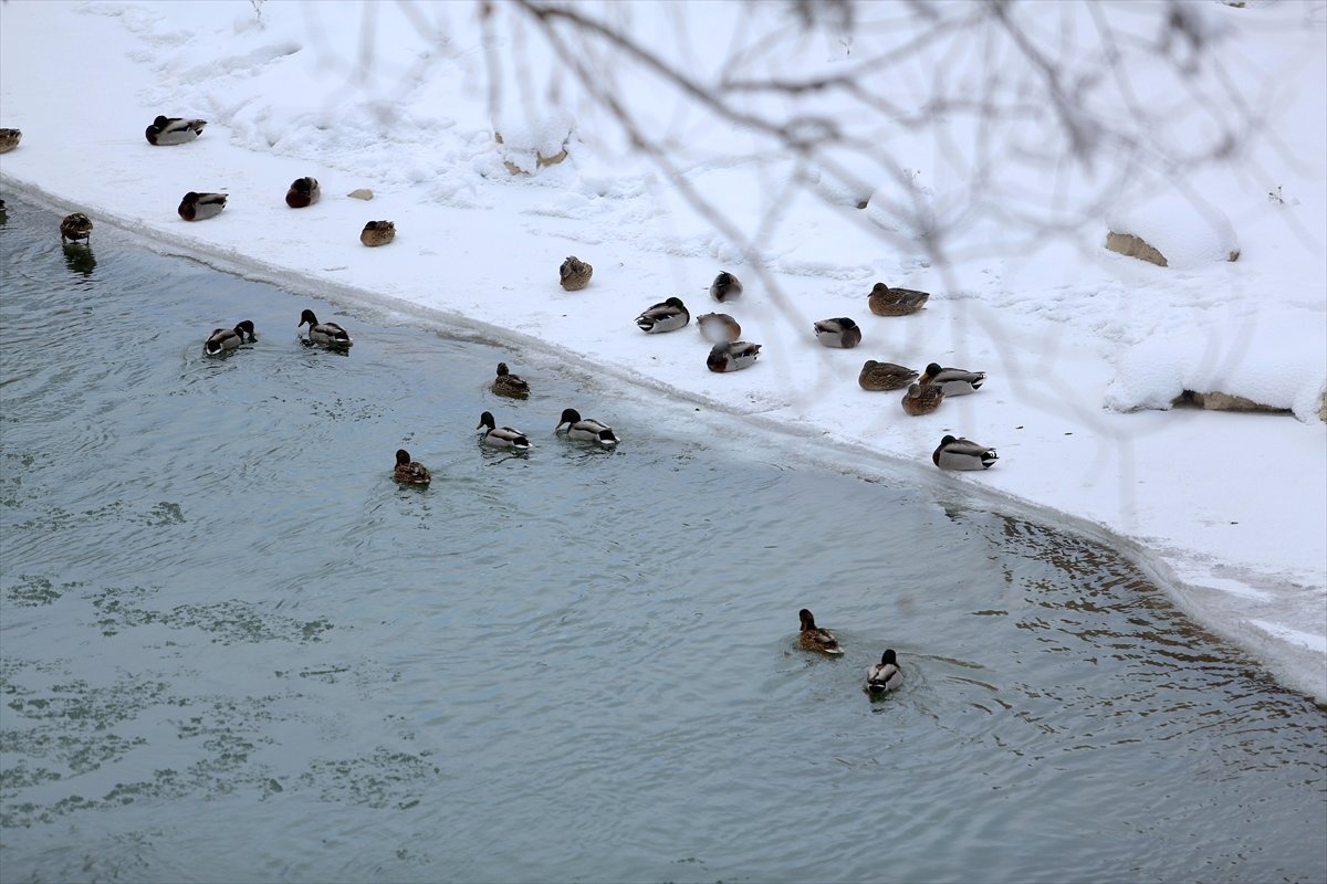 Yeşilbaş Ördeklerin Kışlık Mekanı: Çoruh Nehri