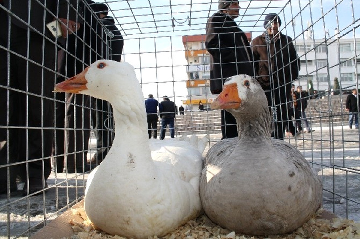 Yozgat\'ta İlk Kez Kaz Günü Etkinliği Düzenlendi