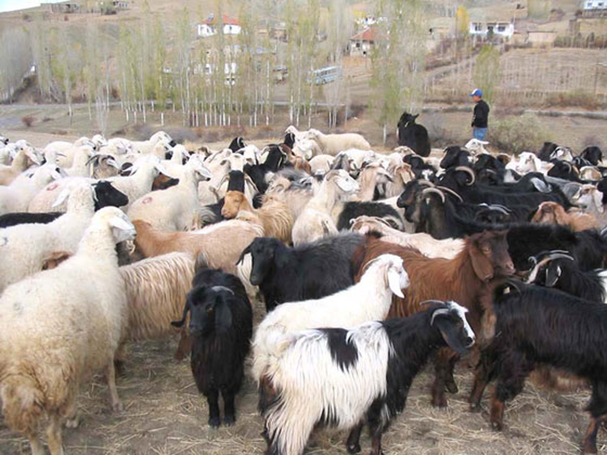 Aksaray\'da Hayvan Hırsızlığı
