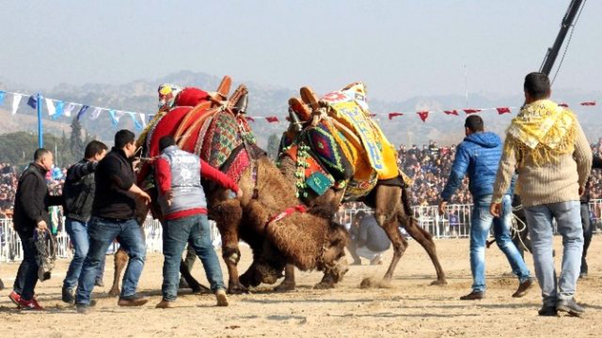 Aydın\'da Deve Güreşi Festivali