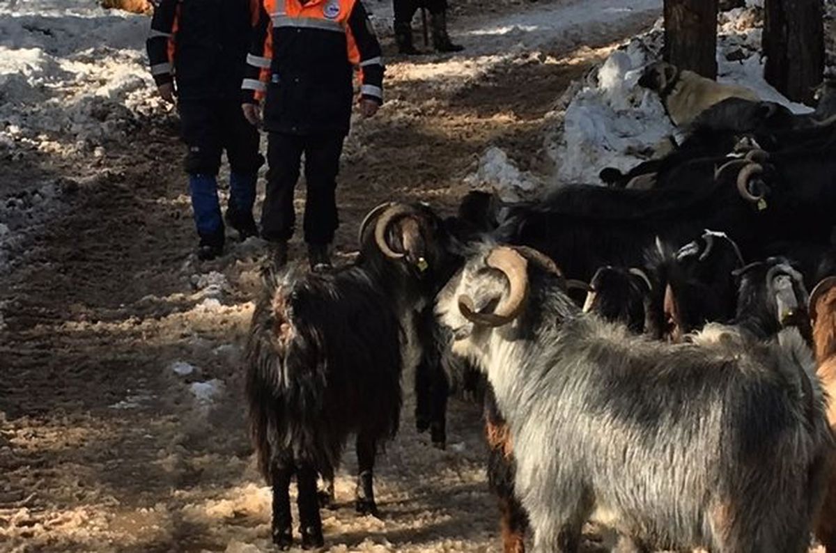 Niğde\'de 5 Çoban ve Sürüleri Mahsur Kaldı