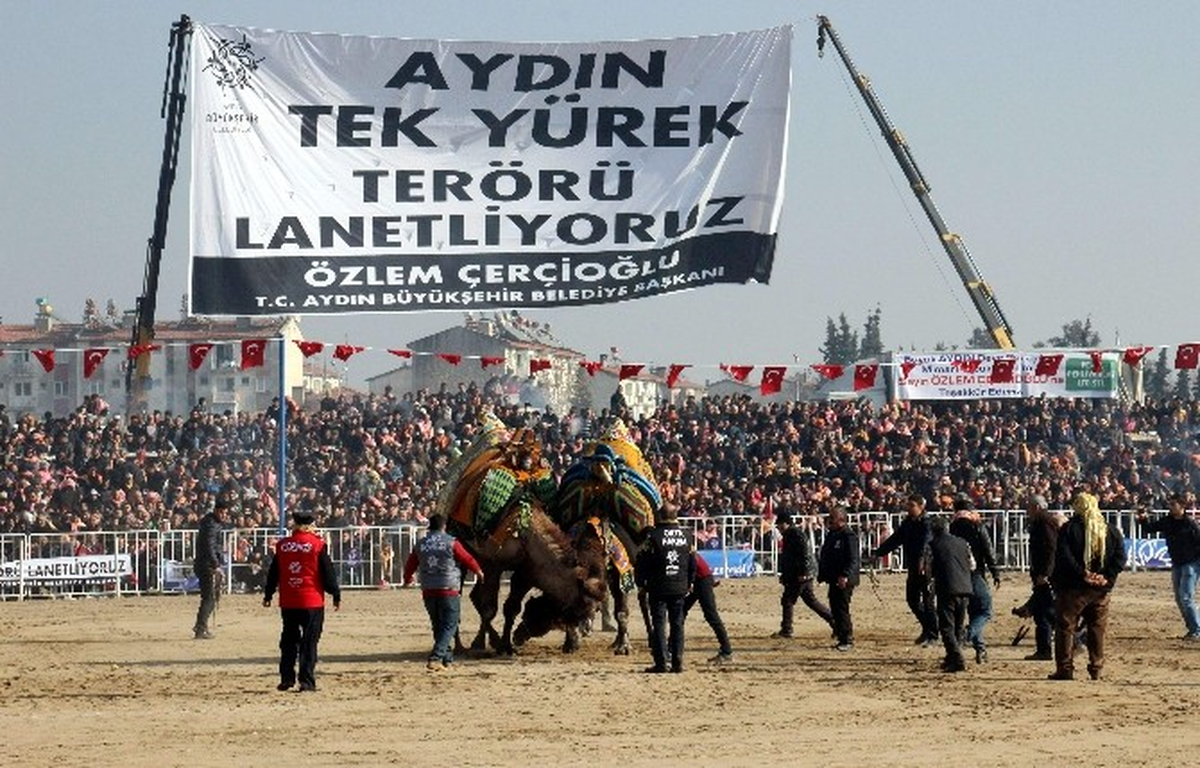 Şampiyon Develer Kozlarını Efeler Diyarı Aydın\'da Paylaştı