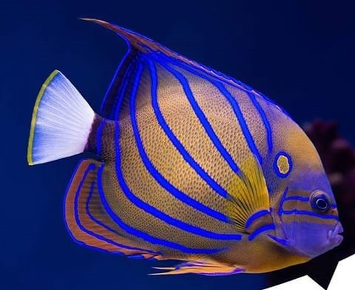 Halkalı Melek Balığı\' Aqua Vega Akvaryum\'da Ziyaretçilerini Bekliyor